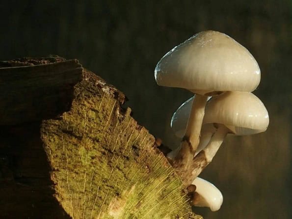 paddenstoelen veluwe speulderbos