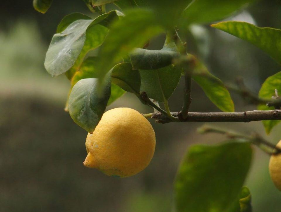 In de prachtige tuinen van Castello di Verrazzano vind je onder andere deze fraaie citroenbomen.