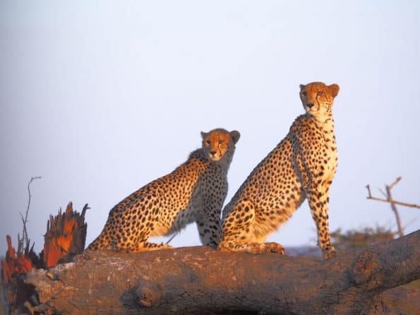 Camp Shonga cheetahs