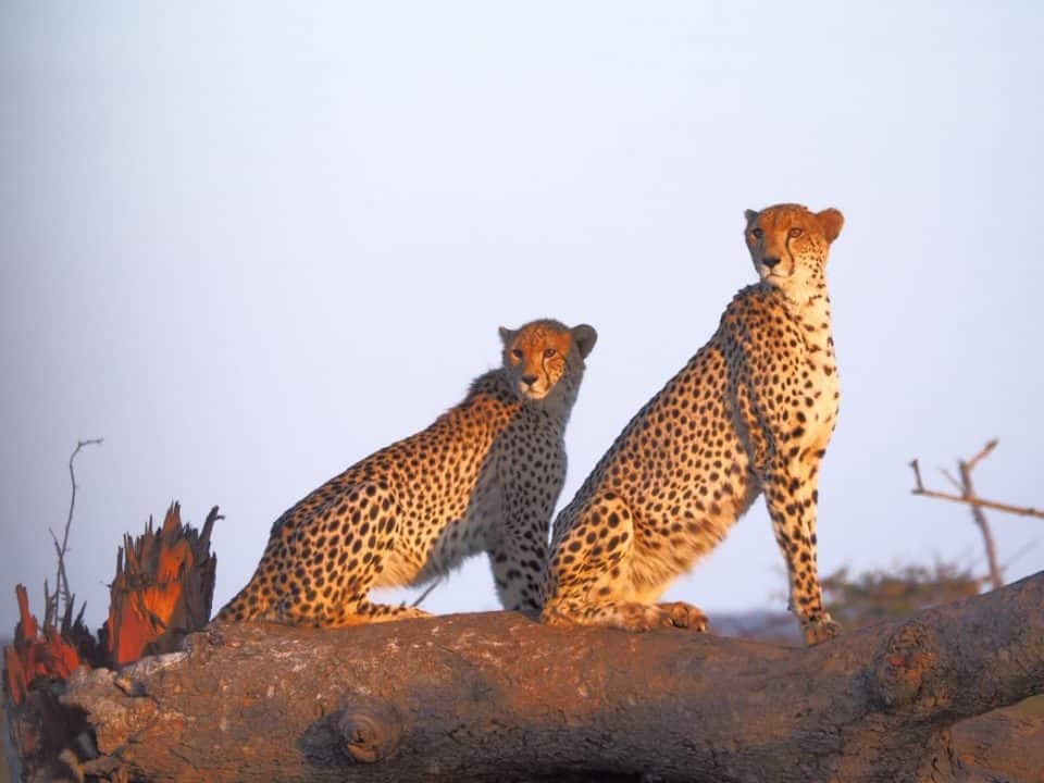Camp Shonga cheetahs Zuid-Afrika