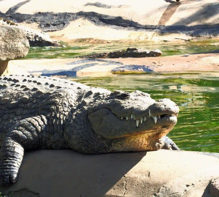 Crocodile Creek: Knuffelen met een krokodil!