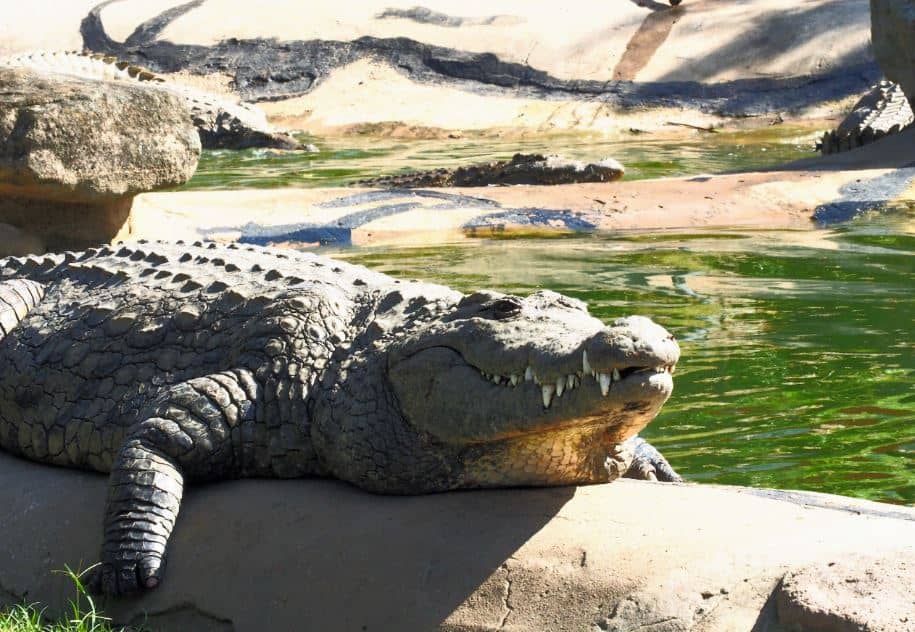 Crocodile Creek Zuid-Afrika
