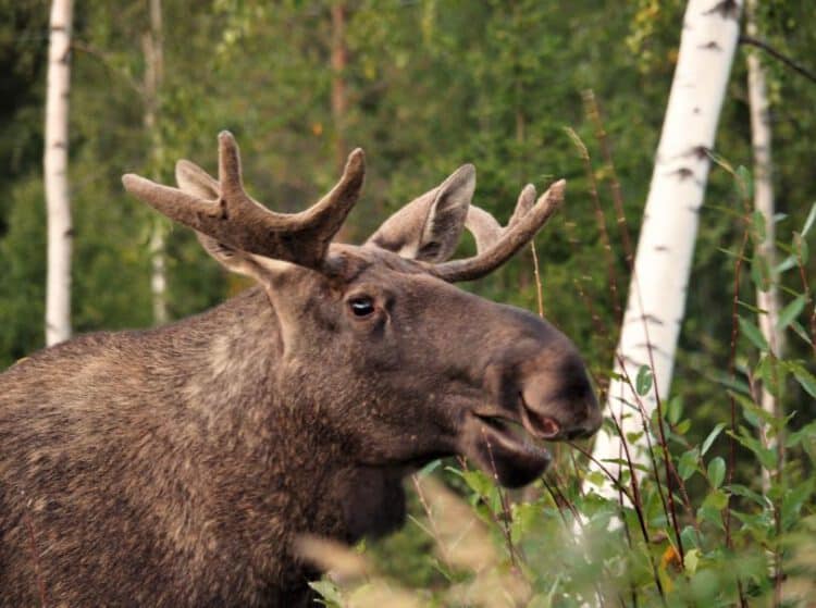 Oostkust Zweeds Lapland