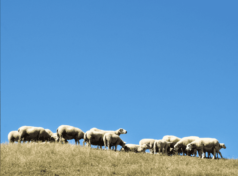 Groningen schapen