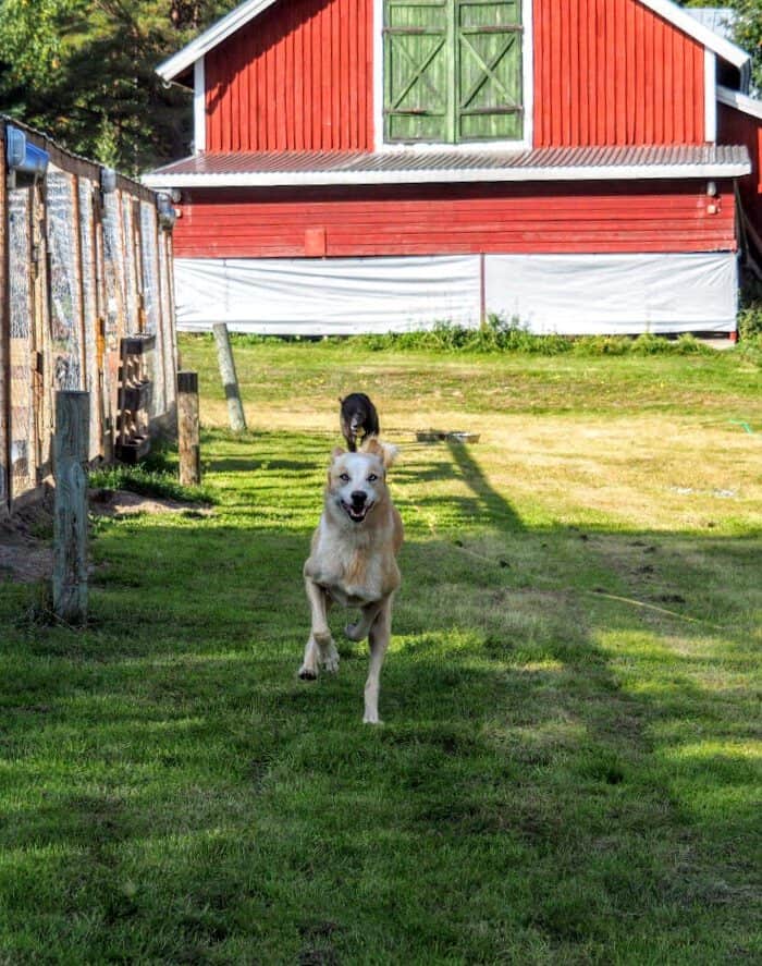 Svedjekojan Husky Farm: Huskytochten in Zweeds Lapland!