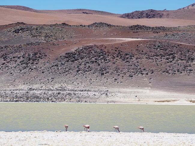 Flamingo's Atacama