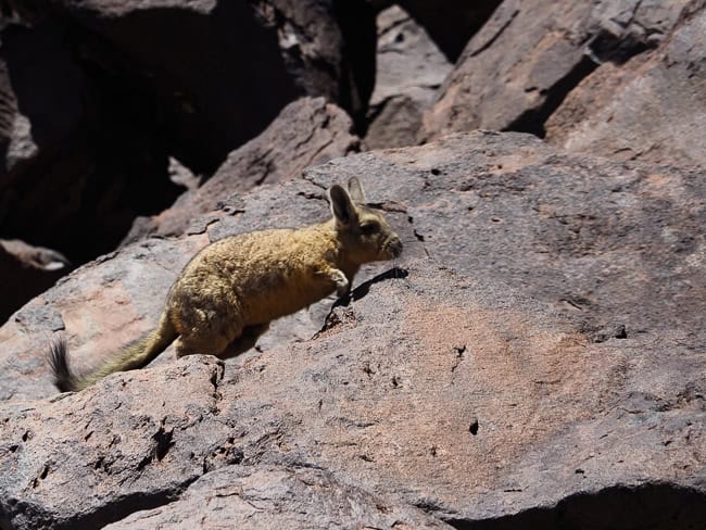 Viscacha Atacama