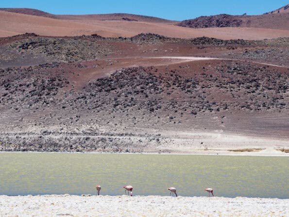 Flamingos San Pedro de Atacama