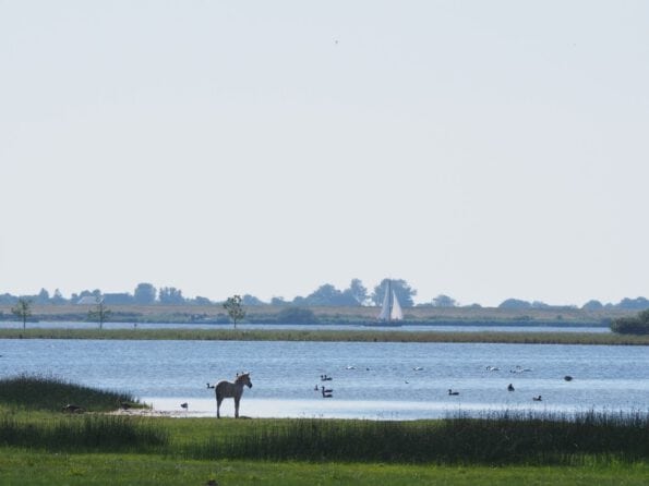 Safari Nationaal park Lauwersmeer
