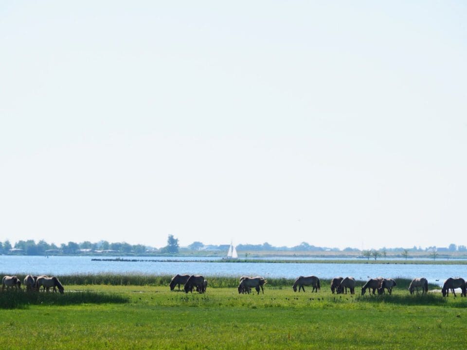 Safari Nationaal Park Lauwersmeer