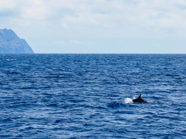Dolfijnen Ilhas Desertas Madeira