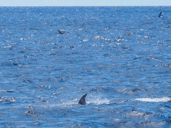 Madeira dolfijnen walvissen