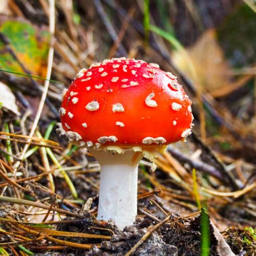 Herfst bestemmingen Veluwe paddenstoel