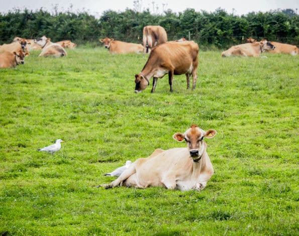 Fietsen op Jersey koe