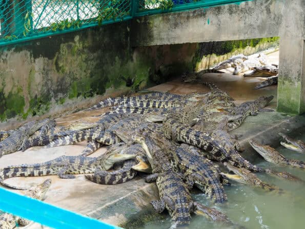 Krokodillen Ho Chi Minh City